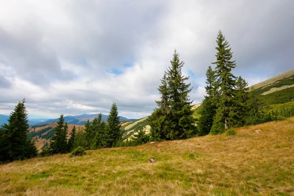 Yamaçtaki çayırda ladin ormanı. Sonbaharda renkli çimenler. Tepeler uzaklığa doğru yuvarlanıyor. bulutlu gün