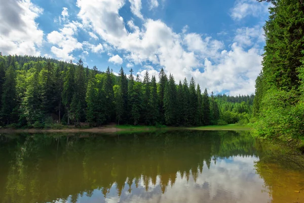 Scenery Lake Mountains Spruce Forest Shore Reflection Water Sunny Weather — Stock Photo, Image