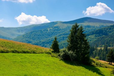 Güneşli bir yaz gününde kırsal bölgelerde. Çimen tepelerdeki ağaçlar. Karpatya dağlarının güzel kırsal manzarası. Mavi gökyüzünde kabarık bulutlar