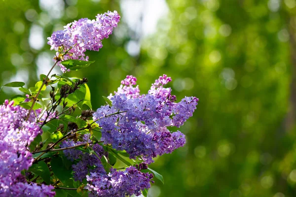 Lila Blomma Vacker Natur Trädgården Solig Natur Bakgrund Våren — Stockfoto