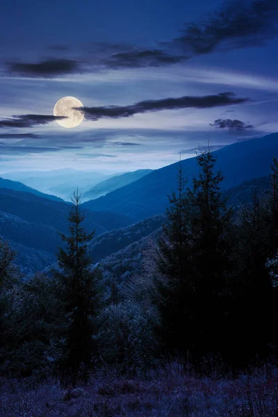 Smrkový Les Horské Louce Noci Barevná Tráva Podzim Kopce Valí — Stock fotografie
