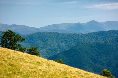Dağ çayırındaki ilkel kayın ormanı. Yazın güzel bir manzara. Tepelerdeki çimler ve ağaçlar. Transcarpathian doğasının güzelliği