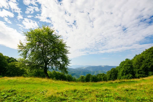 在青翠的高山草地上的山毛榉树 夏天喀尔巴阡山的风景 晴朗的天气 蓝天上有云彩 — 图库照片