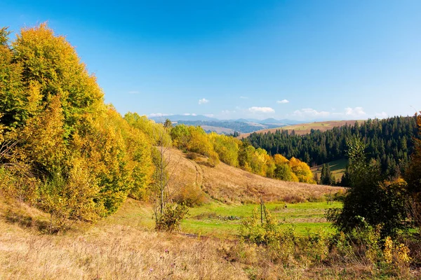Rural Landscape Carpathian Mountains Autumn Trees Yellow Foliage Beautiful Sunny — Stock Photo, Image