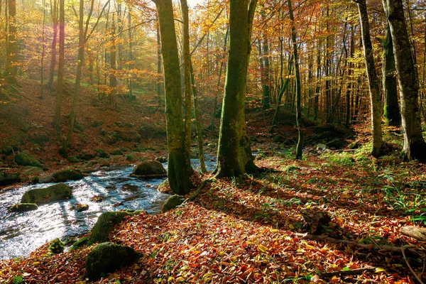 Árvores Margem Rio Montanha Fluxo Floresta Entre Floresta Folhagem Colorida — Fotografia de Stock