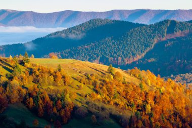 Dağlarda bulut tepkisi. Karpatya sonbahar manzarası. Sonbahar renkleri ve sabah ışığı içinde tepeler. Sabah sisle dolu bir vadi. güneşli hava