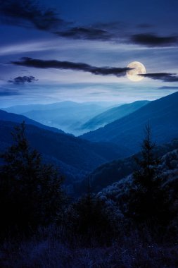 Gece yamaçtaki çayırda ladin ormanı. Sonbaharda renkli çimenler. Tepeler dolunay ışığında uzaklara yuvarlanıyor. bulutlu gün