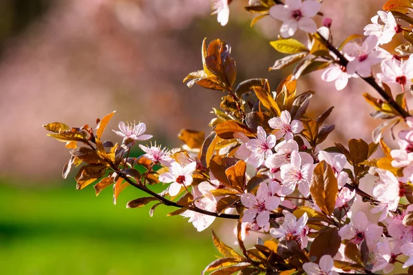Tiny Apple Blossom Beautiful Nature Background Springtime Sunny Weather Decorative — Stock Photo, Image