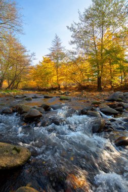 Sonbaharda ormanın içindeki dağ nehri. Güneşli bir sabah manzarası. Su akıntısındaki kayalar. Bulutsuz mavi gökyüzü