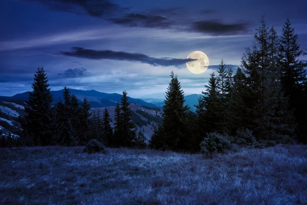 Fichtenwald Auf Der Hangwiese Der Nacht Buntes Gras Herbst Hügel — Stockfoto
