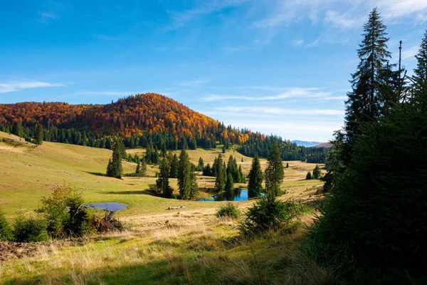 Berglandschaft Herbst Wald Herbstlaub Auf Einem Hügel Fichten Und Teich — Stockfoto