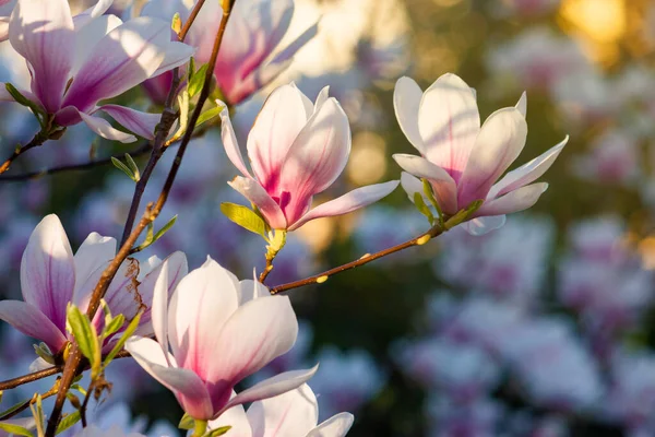 Bloesem Van Roze Magnolia Mooie Natuur Achtergrond Avond Licht — Stockfoto