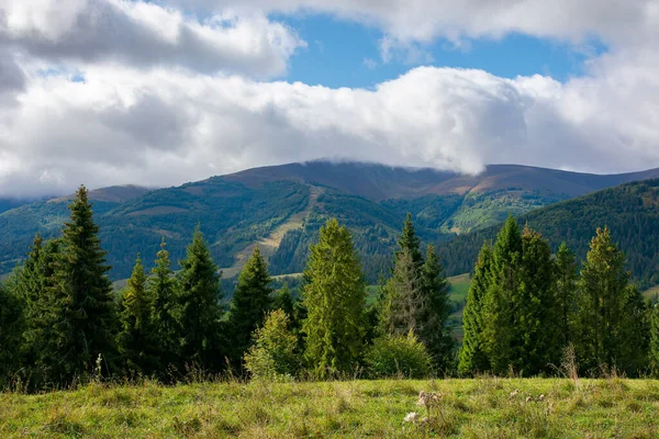 Árvores Abeto Prado Nas Montanhas Tempo Seco Ensolarado Setembro Com — Fotografia de Stock