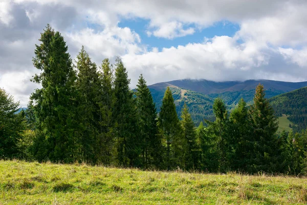 Fichten Auf Der Bergwiese Trockenes Und Sonniges Septemberwetter Mit Wolken — Stockfoto