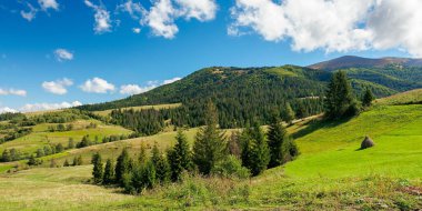 Yeşil çimlerde yuvarlanan tepelerdeki kırsal alanlar. Çayırdaki ağaçlar. Güneşli bir günde dağlık kırsal alan