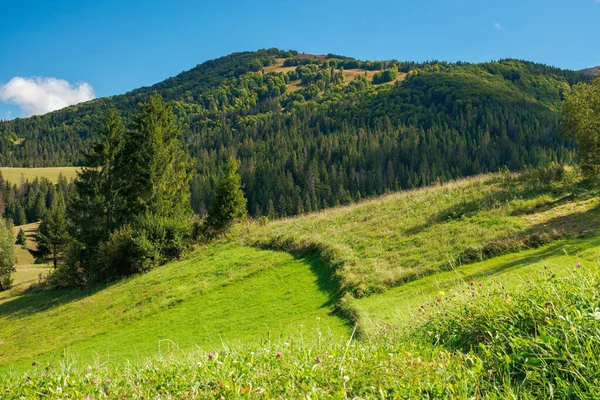 Ländliche Felder Auf Sanften Hügeln Grünen Gras Bäume Auf Den — Stockfoto