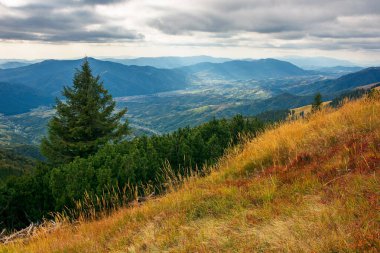 Yamaçtaki çayırda ladin ormanı. Sonbahar mevsiminde güzel dağ manzarası. Uzakta yüksek bir sırt var. Bulutlu gökyüzü ile yağmurlu hava