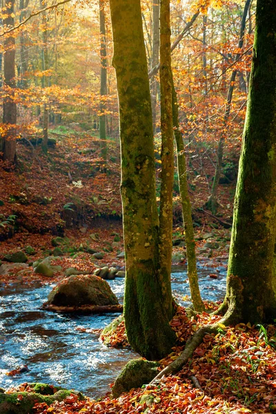 Bäume Ufer Des Gebirgsflusses Waldbach Inmitten Des Waldes Buntem Laub — Stockfoto