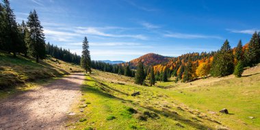 Sonbaharda dağ manzarası. Bir tepenin tepesinde, sonbahar yapraklarıyla kaplı bir orman. Çimenli çayırlar boyunca çam ağaçları. Güneşli bir günde güzel bir manzara. Mavi gökyüzündeki bulutlar