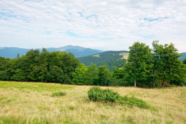 primeval beech forest in mountains. mountain landscape in summer. grass on the meadow. svydovets ridge in the distance. beauty of ukrainian carpathians nature