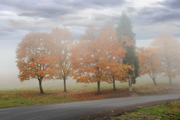 Árvores Nevoeiro Lado Estrada Tempo Outonal Nebuloso Céu Nublado Época — Fotografia de Stock