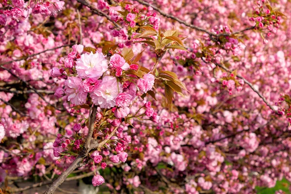 분홍색 사쿠라 봄철의 자연의 아름다움 — 스톡 사진