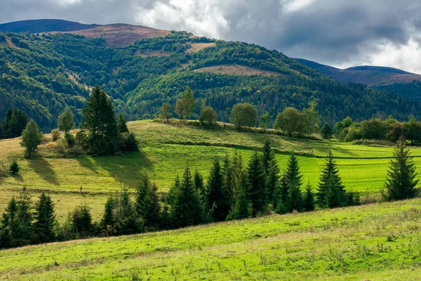 Yeşil Çimlerde Yuvarlanan Tepelerdeki Kırsal Alanlar Çayırdaki Ağaçlar Güneşli Bir — Stok fotoğraf