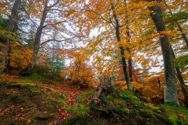 Renkli yapraklar içinde kayın ağaçları. Sisli orman manzarası. Renkli yapraklar. doğa arkaplanı