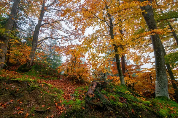 カラフルな葉のブナの木 霧の森の風景 カラフルな葉 自然背景 — ストック写真