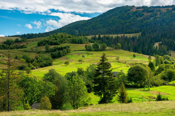 Rural fields on rolling hills in green grass. trees on the meadows. mountainous countryside landscape on a sunny day