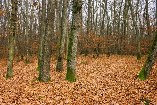 Blattlose Buchen Wald Moos Auf Dem Baumstamm Schöne Herbstkulisse November — Stockfoto