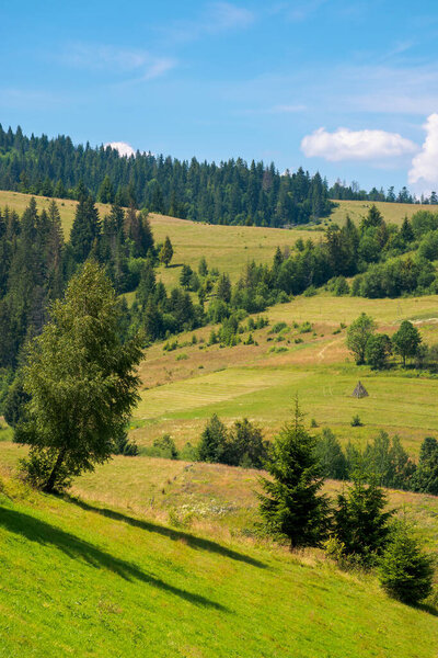 Rural fields on a sunny summer day. trees on the grassy hills. beautiful countryside scenery of carpathian mountains. fluffy clouds on the blue sky
