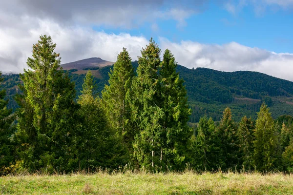 Spruce Trees Meadow Mountains Dry Sunny September Weather Clouds Thesky — Stock Photo, Image