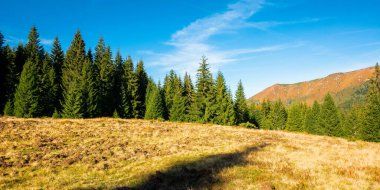 Sonbahar sezonunda Apuseni doğal parkı. Romanya 'nın dağlık arazisi. Çimenli tepelerdeki çam ağaçları. Güneşli sonbahar havası. Bulutlu mavi gökyüzü