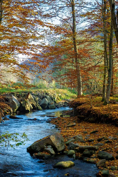 ブナ林の渓流です 晴れた日の秋の美しい自然景観 — ストック写真