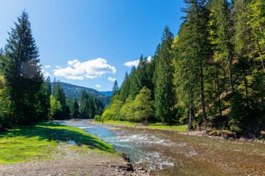 Dağlardaki ormanlar arasında nehir manzarası. İlkbaharda güzel bir dağ manzarası. Synevyr Ulusal Parkı Ukraynalı Karpatların popüler varış yeridir. Sakin su kıyılarda taşlarla birlikte akıyor.