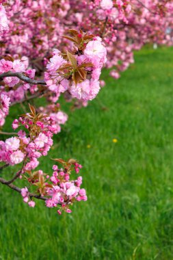 Yeşil çimlerin üzerinde pembe sakura çiçeği. İlkbaharda doğa güzelliği. 