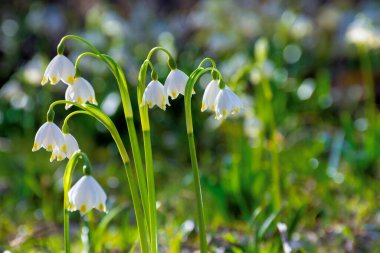 Orman açıklığında bir demet kar tanesi çiçeği. Güneşli bir günde bahar doğası arka planı