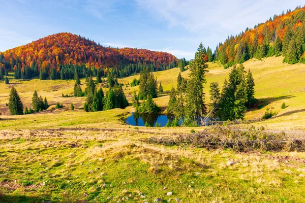 Podzimní Krajina Horách Jedle Kolem Rybníka Louce Nažloutlé Trávě Vzdálený — Stock fotografie