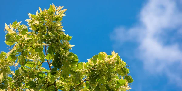 Weelderige Lindetak Groen Blad Zomer Natuur Achtergrond Zonnig Weer Met — Stockfoto