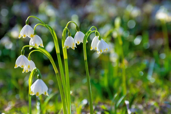 Orman açıklığında bir demet kar tanesi çiçeği. Güneşli bir günde bahar doğası arka planı