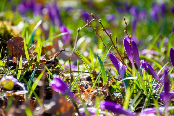 Фиолетовые Крокус Цветы Лесной Поляне Красивые Природные Пейзажи Солнечный День — стоковое фото