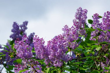 Leylak çiçeği. Bahçedeki manzara çok güzel. İlkbaharda güneşli doğa arka planı