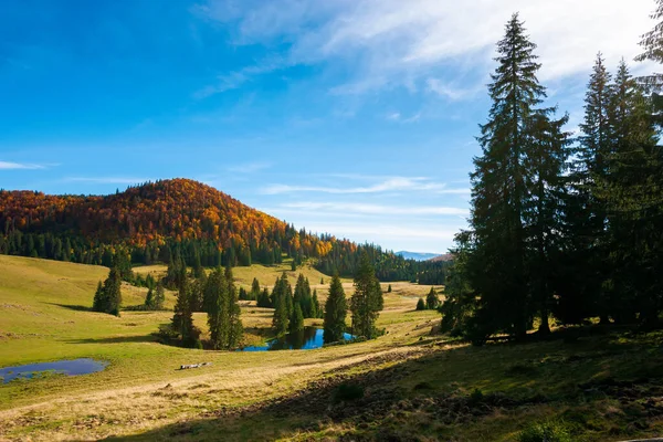 Гірський Пейзаж Восени Ліс Осінньому Листі Вершині Пагорба Ялинові Дерева — стокове фото