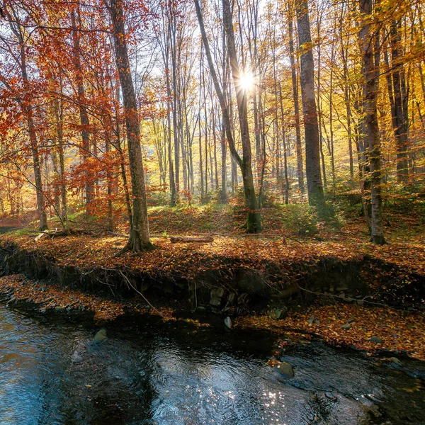 森の中の小さな山の川 日の出の美しい自然景観 カラフルな葉のブナの木 — ストック写真