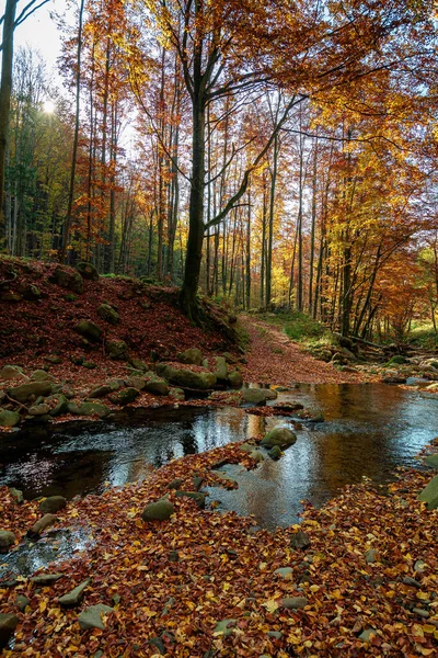 Rio Montanha Floresta Outono Rochas Folhagem Caída Costa Árvores Folhagem — Fotografia de Stock