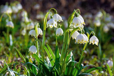 Orman açıklığında bir demet kar tanesi çiçeği. Güneşli bir günde bahar doğası arka planı