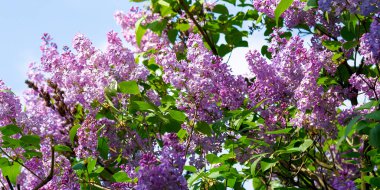 Leylak çiçeği. Bahçedeki manzara çok güzel. İlkbaharda güneşli doğa arka planı