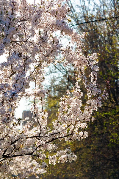 Pequena Flor Maçã Fundo Bela Natureza Primavera Tempo Ensolarado Planta — Fotografia de Stock
