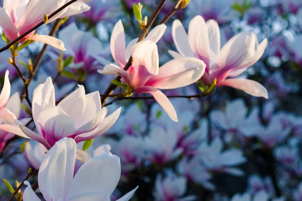 Kwiat Różowej Magnolii Piękne Tło Natury Wieczornym Świetle — Zdjęcie stockowe